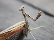 DAILY PHOTO: Praying Mantis Gunwale