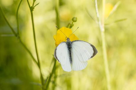 Large White Butterfly on Buttercup