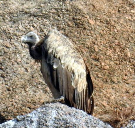 Vulture