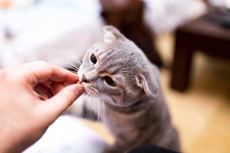 How to teach cats tricks- Top 10 cat tricks you can teach your cat