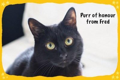 Product Review: Turmelicious Turmeric Drink