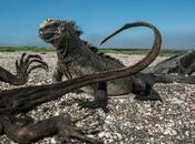 Warming Planet Jolts Iconic Creatures Galápagos