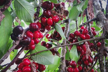 the family cherry tree in Penela da Beira