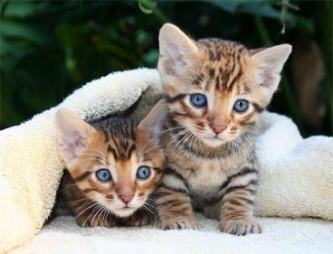 What is a Toyger cat? How much do Toyger cats cost?
