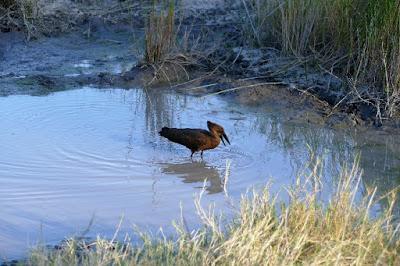 BOTSWANA BIRDS, Guest Post by Ann Whitford Paul