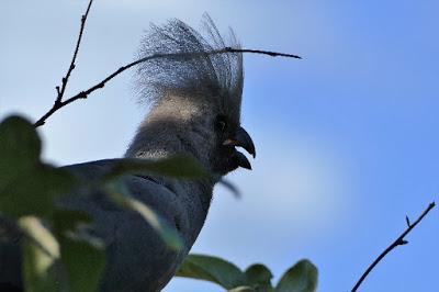 BOTSWANA BIRDS, Guest Post by Ann Whitford Paul