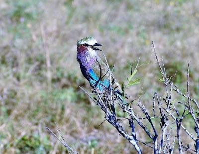BOTSWANA BIRDS, Guest Post by Ann Whitford Paul