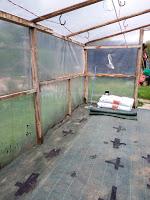Creating a cheap raised bed in the Poly-Tunnel
