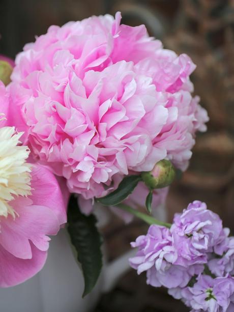 Monday Flowers – It’s Peony Time!!