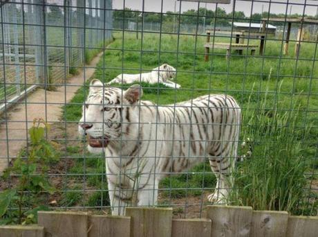 Tiger on the prowl ~ air ambulance to the rescue !!