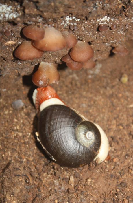 DAILY PHOTO: Coorg Land Snail, i.e. Indrella Ampulla