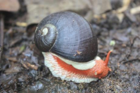 DAILY PHOTO: Coorg Land Snail, i.e. Indrella Ampulla