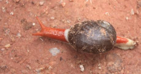 DAILY PHOTO: Coorg Land Snail, i.e. Indrella Ampulla