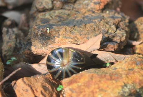 DAILY PHOTO: Giant Pill Millipede, i.e. Sphaerotheriida