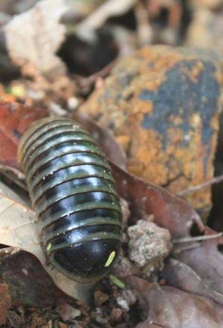 DAILY PHOTO: Giant Pill Millipede, i.e. Sphaerotheriida