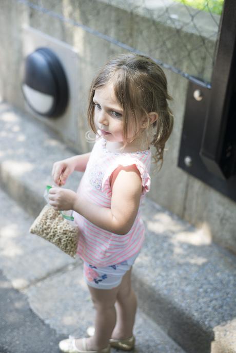 Kids and the zoo can be a real trip. No pun intended! Here are some ways to make sure you're conquering the zoo with preschoolers and enjoying it! 
