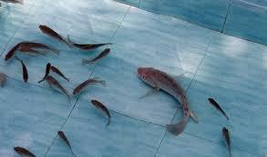 will Tilapia fish help treating skin burns ~ Brazilian research !!