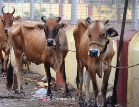 administration of saline drip to Cow on the roads .. !!