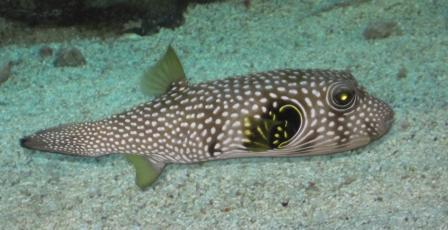 Biki, the first bionic fish to enter the waters !!