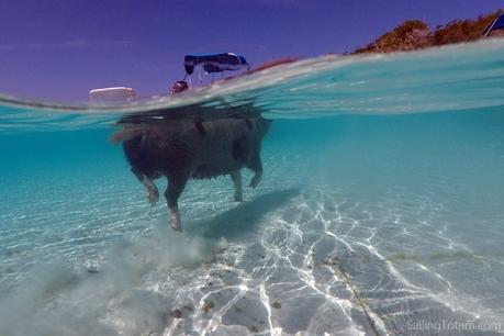swimming pig bahamas