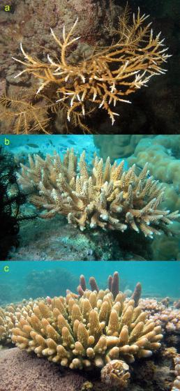 It’s not all about temperature for corals
