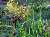 Call Celebration Vosges