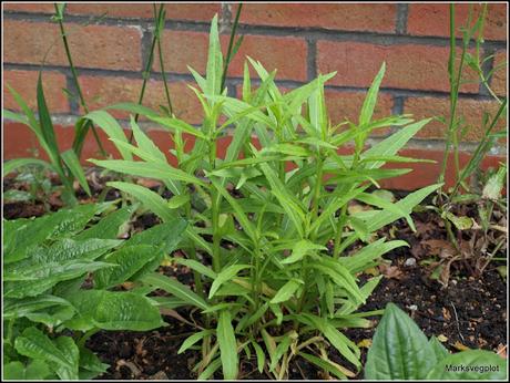 Summer-flowering perennials