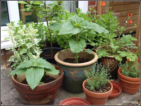 Summer-flowering perennials