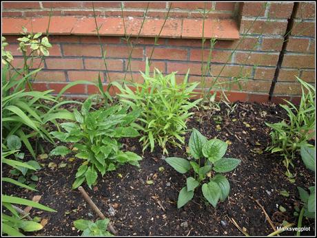 Summer-flowering perennials