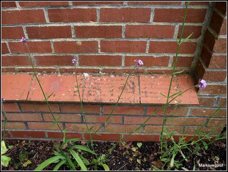 Summer-flowering perennials