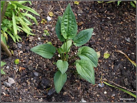 Summer-flowering perennials