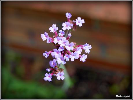 Summer-flowering perennials