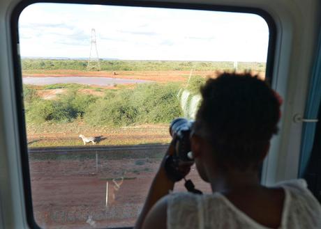 Woman takes a photo of a zebra from the train