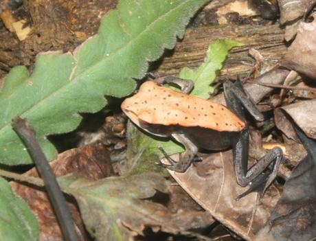 DAILY PHOTO: Fungoid Frog, Hydrophylax malabaricus