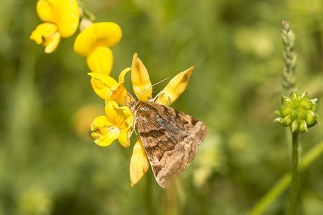 Small Yellow Underwing