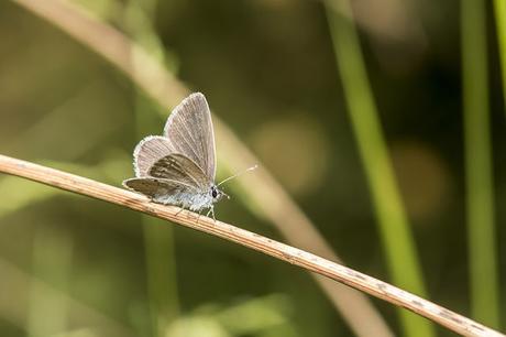 Another Small Blue