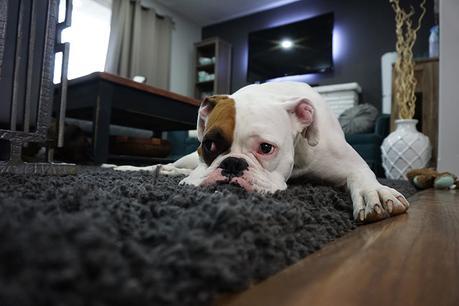 Three Tips and Tricks When Carpet Cleaning at Home Three Tips and Tricks When Carpet Cleaning at Home