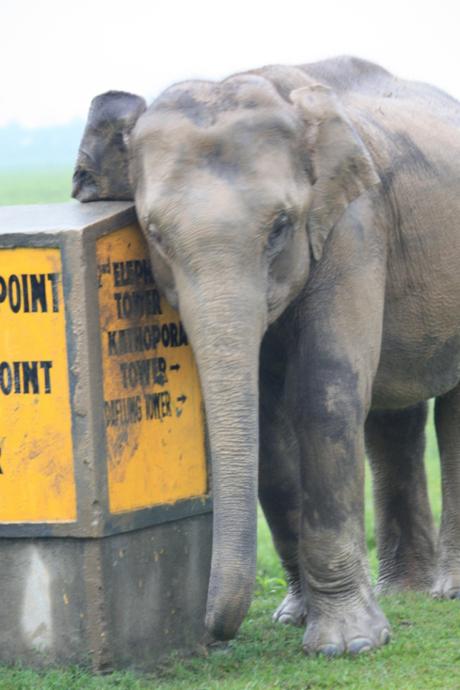 DAILY PHOTO: Young Elephant Scratching