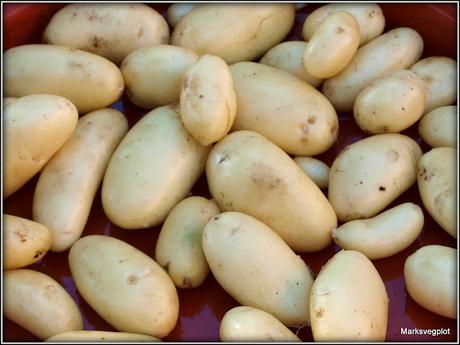 Harvesting new potatoes
