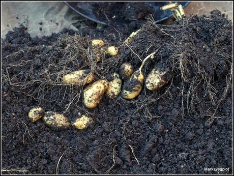 Harvesting new potatoes