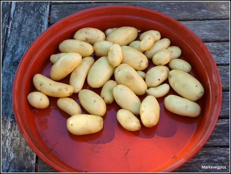 Harvesting new potatoes