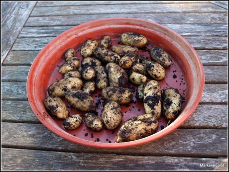 Harvesting new potatoes