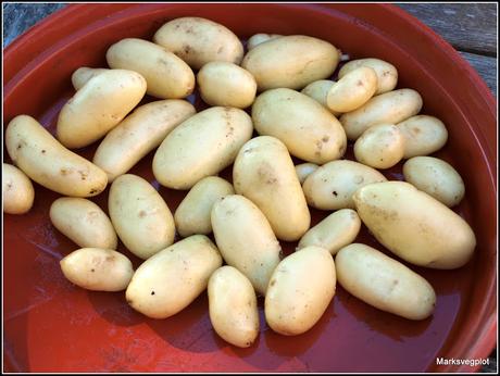 Harvesting new potatoes