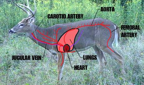 Where to Shoot a Deer