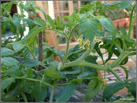 Layering - a different way to propagate tomatoes.