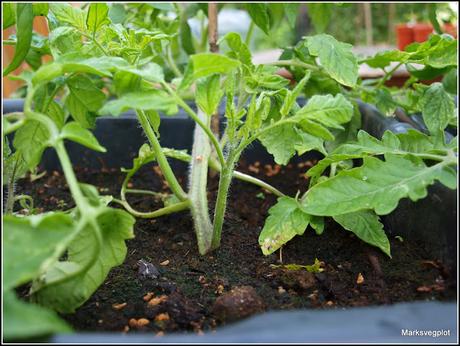 Layering - a different way to propagate tomatoes.