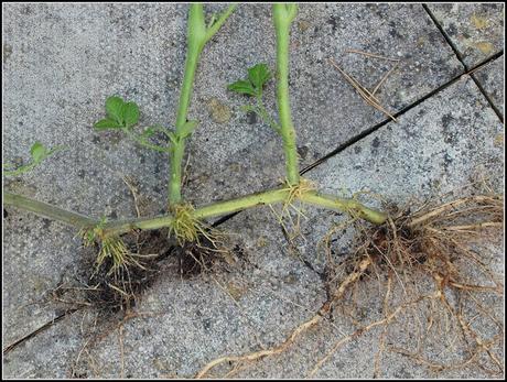 Layering - a different way to propagate tomatoes.