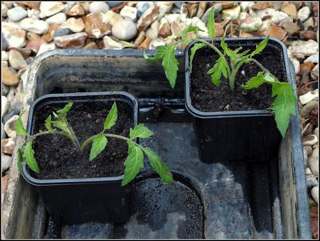 Layering - a different way to propagate tomatoes.