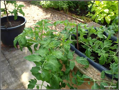 Layering - a different way to propagate tomatoes.