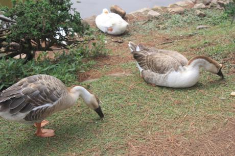 DAILY PHOTO: Scenes from Ward’s Lake, Shillong